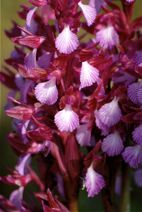 Orchis papilionacea e O. pap. var. grandiflora